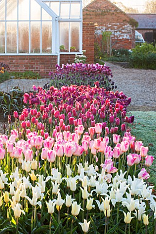 ULTING_WICK_ESSEX_SPRING_PLANTING_IN_THE_KITCHEN_GARDEN__PINK_AND_WHITE_TULIPS_IN_RAISED_BEDS__CUTTI