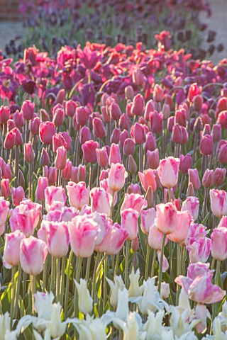 ULTING_WICK_ESSEX_SPRING_PLANTING_IN_THE_KITCHEN_GARDEN__PINK_AND_WHITE_TULIPS_IN_RAISED_BEDS__CUTTI