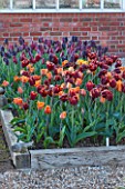 ULTING WICK, ESSEX: SPRING PLANTING IN THE KITCHEN GARDEN- TULIPS ABU HASSAN AND CAIRO IN RAISED BEDS - CUTTING, GARDEN, FLOWERS, FLOWER, PETALS, MAY, BULBS