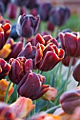 ULTING WICK, ESSEX: CLOSE UP PLANT PORTRAIT OF TULIP - TULIPA ABU HASSAN - FLOWER, MAHOGANY, GOLD, BROWN, BULB, SPRING, APRIL