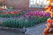 ULTING WICK, ESSEX: SPRING PLANTING IN THE KITCHEN GARDEN - PINK TULIPS IN RAISED BEDS - CUTTING, GARDEN, FLOWERS, FLOWER, PETALS, MAY, BULBS