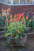 ULTING WICK, ESSEX: TERRACOTTA CONTAINER PLANTED WITH TULIPS - TULIPA EL NINO - BULB, BULBS, FLOWER, FLOWERS, ORNAGE, YELLOW, SPRING, APRIL