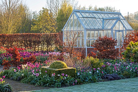 ULTING_WICK_ESSEX_LAWN_IN_FROST_WITH_TULIPS_BEECH_HEDGE_AND_GREENHOUSE_SPRING_APRIL_BULBS_COLD_GLASS