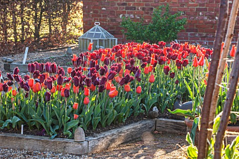 ULTING_WICK_ESSEX_RAISED_BED_IN_SPRING_PLANTED_WITH_ORANGE_AND_DARK_RED_TULIPS_APRIL_BULBS