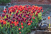 ULTING WICK, ESSEX: RAISED BED IN SPRING PLANTED WITH ORANGE AND RED TULIPS. APRIL, BULBS