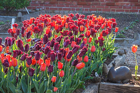 ULTING_WICK_ESSEX_RAISED_BED_IN_SPRING_PLANTED_WITH_ORANGE_AND_RED_TULIPS_APRIL_BULBS