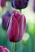 ULTING WICK, ESSEX: CLOSE UP PLANT PORTRAIT OF MAROON, RED FLOWER OF TULIP - TULIPA NATIONAL VELVET. BULB, SPRING, APRIL