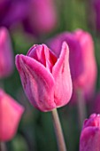 ULTING WICK, ESSEX: CLOSE UP PLANT PORTRAIT OF PINK FLOWER OF TULIP BARCELONA - TULIPA . BULB, SPRING, APRIL