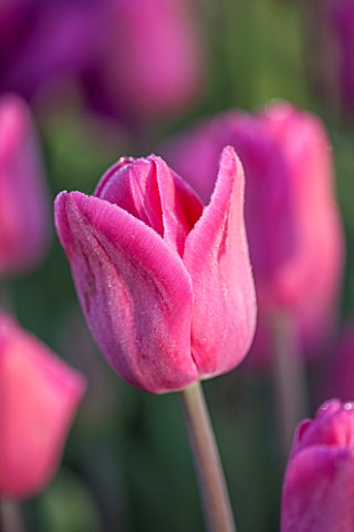 ULTING_WICK_ESSEX_CLOSE_UP_PLANT_PORTRAIT_OF_PINK_FLOWER_OF_TULIP_BARCELONA__TULIPA__BULB_SPRING_APR