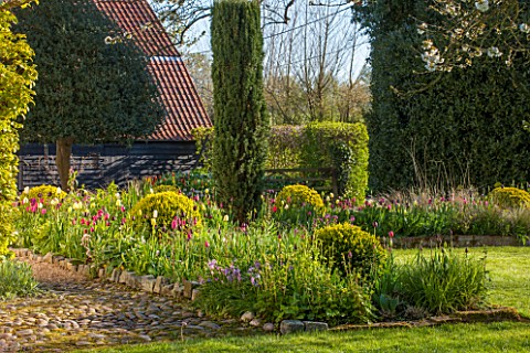 ULTING_WICK_ESSEX_TULIPS_IN_A_BORDER_IN_FRONT_OF_THE_HOUSE_BESIDE_THE_LAWN_APRIL_SPRING_BULBS