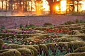 BROUGHTON GRANGE, OXFORDSHIRE: THE LOWER  PARTERRE AT DAWN - CLIPPED TOPIARY HEDGES PLANTED WITH TULIPS IN SPRING - BULBS, MAY, ENGLISH, GARDEN, HEDGING