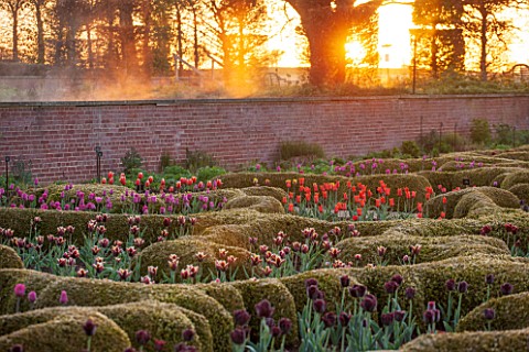 BROUGHTON_GRANGE_OXFORDSHIRE_THE_LOWER__PARTERRE_AT_DAWN__CLIPPED_TOPIARY_HEDGES_PLANTED_WITH_TULIPS
