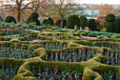 BROUGHTON GRANGE, OXFORDSHIRE: THE LOWER  PARTERRE - CLIPPED TOPIARY HEDGES PLANTED WITH TULIPS IN SPRING - BULBS, MAY, ENGLISH, GARDEN, HEDGING, YEW