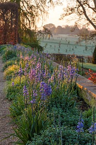 BROUGHTON_GRANGE_OXFORDSHIRE_BORDER_BESIDE_THE_LOWER__PARTERRE_PLANTED_WITH__FLOWERING_CAMASSIA_IN_S