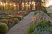 BROUGHTON GRANGE, OXFORDSHIRE: THE LOWER  PARTERRE - CLIPPED TOPIARY HEDGES PLANTED WITH TULIPS IN SPRING - BORDER WITH CAMASSIA BY WALL. BULBS, MAY, ENGLISH, GARDEN, HEDGING