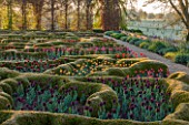 BROUGHTON GRANGE, OXFORDSHIRE: THE LOWER  PARTERRE - CLIPPED TOPIARY HEDGES PLANTED WITH TULIPS IN SPRING - BULBS, MAY, ENGLISH, GARDEN, HEDGING, YEW