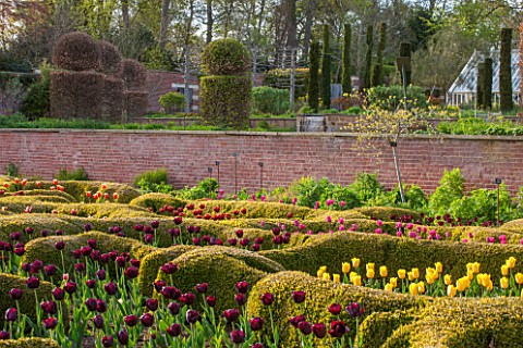 BROUGHTON_GRANGE_OXFORDSHIRE_THE_LOWER__PARTERRE__CLIPPED_TOPIARY_HEDGES_PLANTED_WITH_TULIPS_IN_SPRI