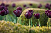 BROUGHTON GRANGE, OXFORDSHIRE: THE LOWER  PARTERRE - CLIPPED TOPIARY HEDGES PLANTED WITH TULIPS IN SPRING - TULIPA BLACK JACK - BULBS, MAY, ENGLISH, GARDEN, HEDGING