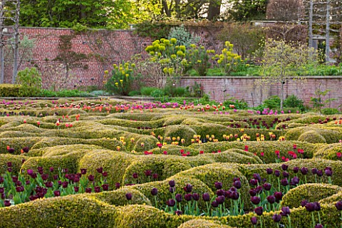 BROUGHTON_GRANGE_OXFORDSHIRE_THE_LOWER__PARTERRE__CLIPPED_TOPIARY_HEDGES_PLANTED_WITH_TULIPS_IN_SPRI