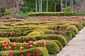 BROUGHTON GRANGE, OXFORDSHIRE: THE LOWER  PARTERRE - CLIPPED TOPIARY HEDGES PLANTED WITH TULIPS IN SPRING - BULBS, MAY, ENGLISH, GARDEN, HEDGING