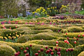 BROUGHTON GRANGE, OXFORDSHIRE: THE LOWER  PARTERRE - CLIPPED TOPIARY HEDGES PLANTED WITH TULIPS IN SPRING - BULBS, MAY, ENGLISH, GARDEN, HEDGING