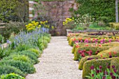 BROUGHTON GRANGE, OXFORDSHIRE: THE LOWER  PARTERRE - CLIPPED TOPIARY HEDGES PLANTED WITH TULIPS IN SPRING - BULBS, MAY, ENGLISH, GARDEN, HEDGING = BORDER WITH CAMASSIAS ON LEFT
