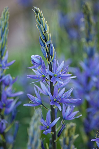 BROUGHTON_GRANGE_OXFORDSHIRE_CLOSE_UP_PLANT_PORTRAIT_OF_THE_BLUE_FLOWER_OF_CAMASSIA_LEICHTLINII_SUBS