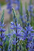 BROUGHTON GRANGE, OXFORDSHIRE: CLOSE UP PLANT PORTRAIT OF THE BLUE FLOWER OF CAMASSIA LEICHTLINII SUBSP. SUKSDORFII CAERULEA GROUP - AGM - BULB, PETALS, FLOWERS, MAY