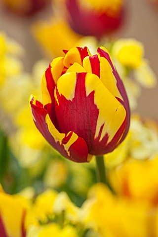 BROUGHTON_GRANGE_OXFORDSHIRE_CLOSE_UP_PLANT_PORTRAIT_OF_THE_YELLOW_AND_RED_FLOWER_OF_A_TULIP__TULIPA