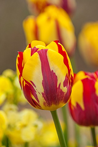 BROUGHTON_GRANGE_OXFORDSHIRE_CLOSE_UP_PLANT_PORTRAIT_OF_THE_YELLOW_AND_RED_FLOWER_OF_A_TULIP__TULIPA