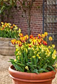 BROUGHTON GRANGE, OXFORDSHIRE: TERRACOTTA CONTAINER IN THE WALLED GARDEN PLANTED WITH WALLFLOWER TREASURE PRIMROSE AND TULIP HELMAR - BULB, MAY, SPRING, POT