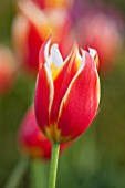 BROUGHTON GRANGE, OXFORDSHIRE: CLOSE UP PLANT PORTRAI OF A RED AND WHITE TULIP - TULIPA SYNAEDA KING - BULB, SPRING, MAY