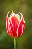 BROUGHTON GRANGE, OXFORDSHIRE: CLOSE UP PLANT PORTRAI OF A RED AND WHITE TULIP - TULIPA SYNAEDA KING - BULB, SPRING, MAY