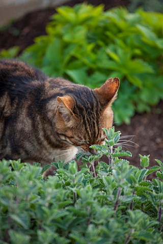 BROUGHTON_GRANGE_OXFORDSHIRE_CAT_SMELLING_CATMINT