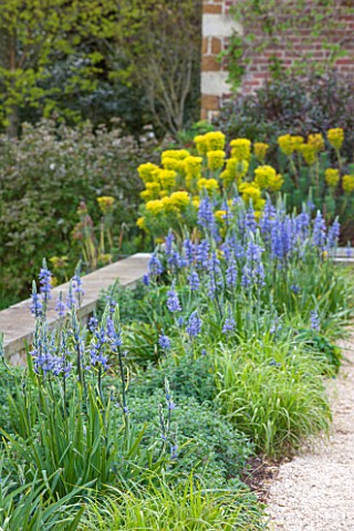 BROUGHTON_GRANGE_OXFORDSHIRE_THE_LOWER__PARTERRE__BORDER_BESIDE_WALL_WITH_EUPHORBIAS_AND_CAMASSIAS__