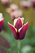 BROUGHTON GRANGE, OXFORDSHIRE: CLOSE UP PLANT PORTRAIT OF THE FLOWER OF A TULIP - TULIPA GAVOTTA -BULB, SPRNG, MAY, FLOWERS, FLOWERING, RED, YELLOW