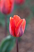 BROUGHTON GRANGE, OXFORDSHIRE: CLOSE UP PLANT PORTRAIT OF THE FLOWER OF A TULIP - TULIPA HERMITAGE  - BULB, SPRNG, MAY, FLOWERS, FLOWERING, ORANGE