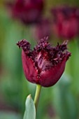 BROUGHTON GRANGE, OXFORDSHIRE: CLOSE UP PLANT PORTRAIT OF THE FLOWER OF A TULIP - TULIPA LABRADOR  - BULB, SPRNG, MAY, FLOWERS, FLOWERING, PURPLE, PLUM, BLACK, FRINGED