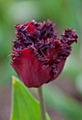 BROUGHTON GRANGE, OXFORDSHIRE: CLOSE UP PLANT PORTRAIT OF THE FLOWER OF A TULIP - TULIPA LABRADOR  - BULB, SPRNG, MAY, FLOWERS, FLOWERING, PURPLE, PLUM, BLACK, FRINGED