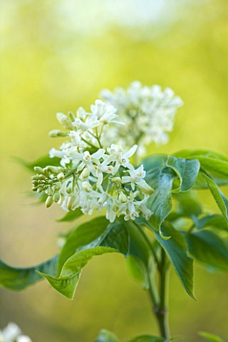 RHS_GARDEN_WISLEY_SURREY_CLOSE_UP_PLANT_PORTRAIT_OF_THE_WHITE_FLOWER_OF_STAPHYLEA_COLCHICA__LEAVES_G