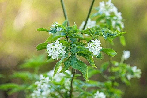 RHS_GARDEN_WISLEY_SURREY_CLOSE_UP_PLANT_PORTRAIT_OF_THE_WHITE_FLOWER_OF_STAPHYLEA_COLCHICA__LEAVES_G