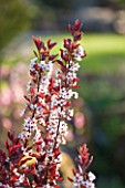 RHS GARDEN, WISLEY, SURREY: CLOSE UP PLANT PORTRAIT OF THE WHITE FLOWERS OF PRUNUS X CISTENA - FLOWER. SHRUB, SPRING, MAY, DECIDUOUS, BLOSSOM, DARK, RED, LEAVES, TREE, CHERRY