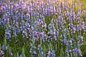 RHS GARDEN, WISLEY, SURREY: MEADOW OF CAMASSIA LEICHTLINII SUBSP. SUKSDORFII CAERULAE GROUP - AGM, BULB, BULBS, BLUE, FLOWERS, PURPLE, SPRING, GRASS, FLOWER, EVENING LIGHT