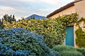 LA JEG, PROVENCE, FRANCE: DESIGNER ANTHONY PAUL - HOUSE AND FORMAL GARDEN WALL OF ROSA BANKSIAE LUTEA - BANKSIAN ROSE, ROSES, CLIMBER, RAMBLER, CEANOTHUS YANKEE POINT