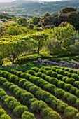 LA JEG, PROVENCE, FRANCE: DESIGNER ANTHONY PAUL - ROWS OF CLIPPED LAVENDER, OLIVE TREES AND COUNTRYSIDE. SPRING. MEDITERRANEAN, GARDEN, GREEN, MAY, SCULPTURE