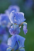 LA JEG, PROVENCE, FRANCE: DESIGNER ANTHONY PAUL - CLOSE UP PLANT PORTRAIT OF THE BLUE FLOWER OF AN IRIS. SPRING. MEDITERRANEAN, MAY