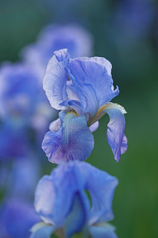LA_JEG_PROVENCE_FRANCE_DESIGNER_ANTHONY_PAUL__CLOSE_UP_PLANT_PORTRAIT_OF_THE_BLUE_FLOWER_OF_AN_IRIS_