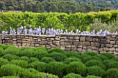 LA JEG, PROVENCE, FRANCE: DESIGNER ANTHONY PAUL - STONE WALL, BLUE IRIS AND CLIPPED LAVENDER. MEDITERRANEAN, GARDEN, PROVENCE, MAY, WALLS, STONES