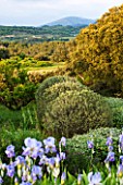 LA JEG, PROVENCE, FRANCE: DESIGNER ANTHONY PAUL - BLUE FLOWER OF IRIS WITH MONT VENTOUX IN BACKGROUND. SPRING. MEDITERRANEAN, GARDEN, GREEN, PROVENCE, MAY