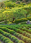 LA JEG, PROVENCE, FRANCE: DESIGNER ANTHONY PAUL - ROWS OF CLIPPED LAVENDER IN SPRING. MEDITERRANEAN, GARDEN, GREEN, PROVENCE, MAY, PATTERN